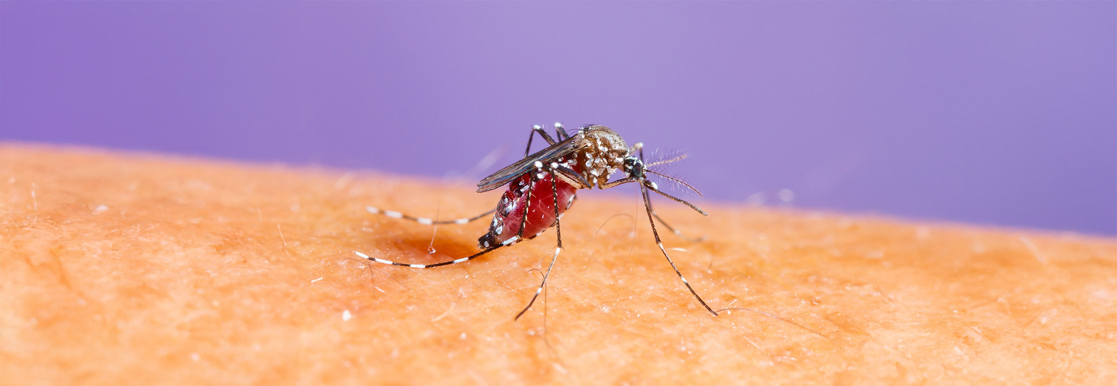 Butantan-DV: Por que a vacina brasileira de dose única é o futuro contra a dengue?