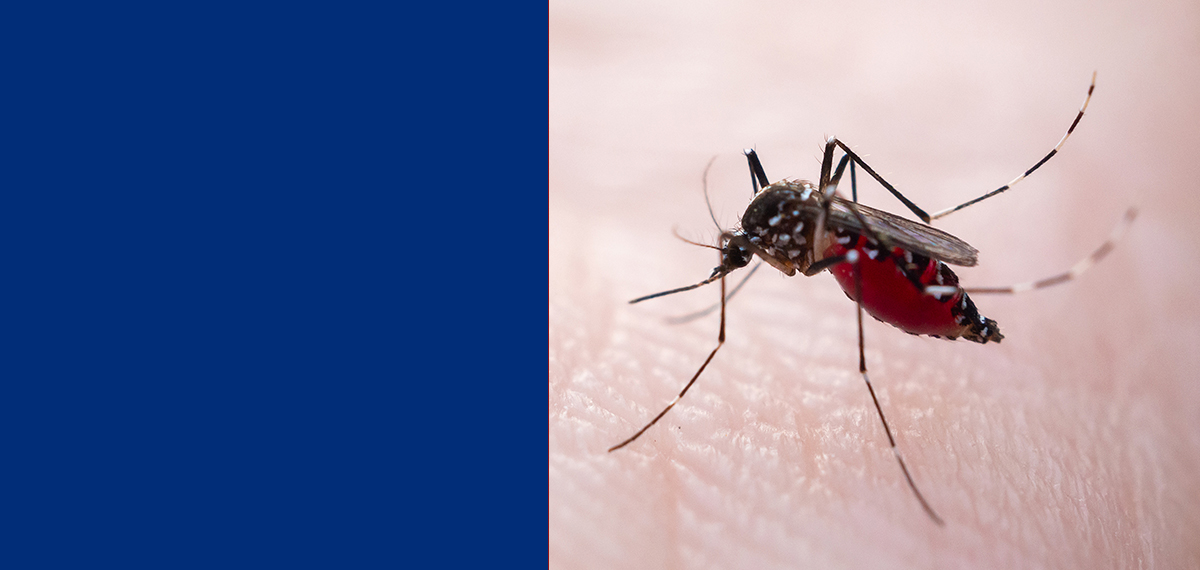 El Niño e Dengue: Entenda o Perigo da Água Parada e o Papel do Diagnóstico Rápido 